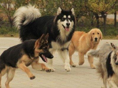 梦见被狗咬是什么预兆(梦见狗咬手是什么意思)