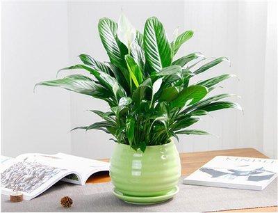绿植的风水作用 绿植对家居风水有何影响