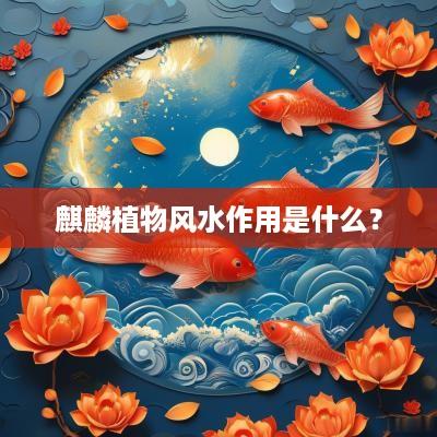 麒麟植物风水作用是什么？