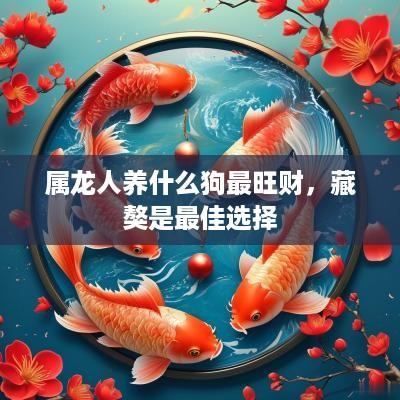 属龙人养什么狗最旺财，藏獒是最佳选择