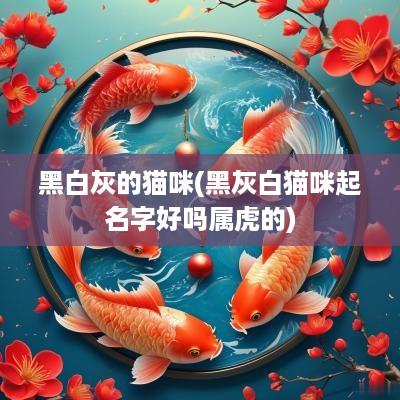黑白灰的猫咪(黑灰白猫咪起名字好吗属虎的)