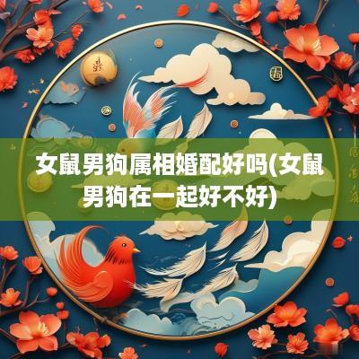 女鼠男狗属相婚配好吗(女鼠男狗在一起好不好)