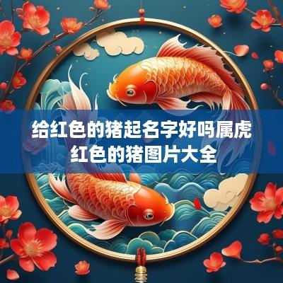 给红色的猪起名字好吗属虎 红色的猪图片大全