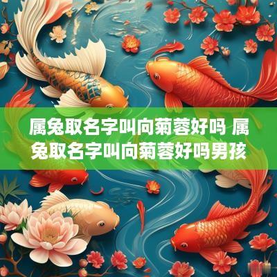 属兔取名字叫向菊蓉好吗 属兔取名字叫向菊蓉好吗男孩