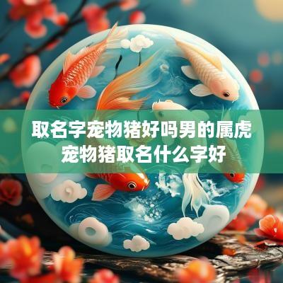 取名字宠物猪好吗男的属虎 宠物猪取名什么字好